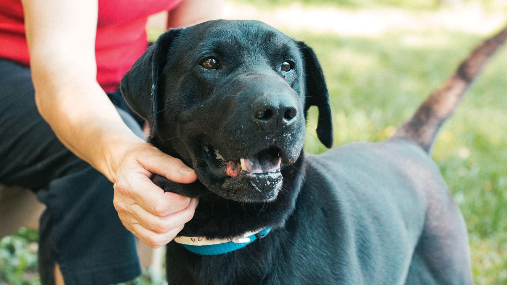 Nashville Humane Association